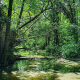 Image of a woodland stream