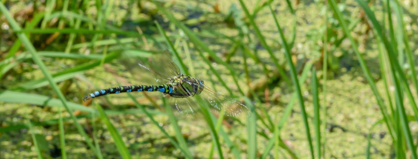 Southern Hawker dragonfly male