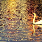 Lone-swan